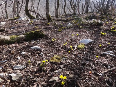 DSC00258.jpg (198.56 KiB) 閲覧された回数 25861 回 福寿草の楽園