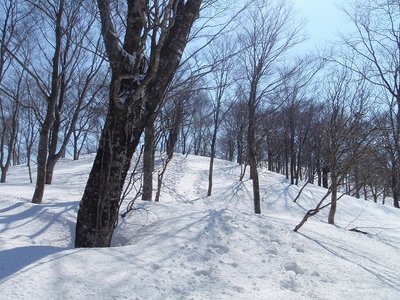 広谷川左岸尾根のブナ