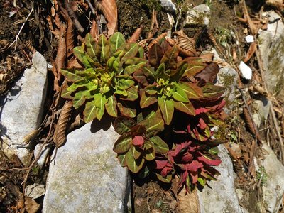 マルミノウルシ(０９年３月１日）