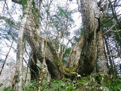 IMGP20098 (154)s.JPG (152.29 KiB) 閲覧された回数 11083 回 ミズナラの巨木