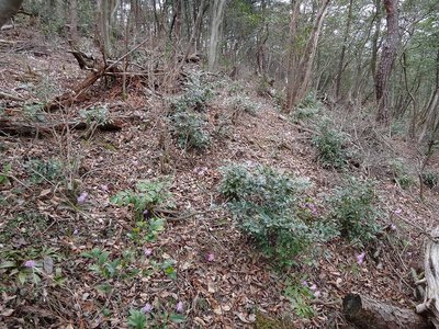 DSC00280.jpg (199.95 KiB) 閲覧された回数 7357 回 ショウジョウバカマ