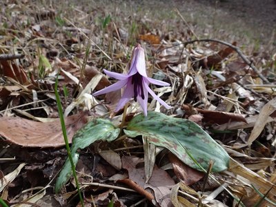 DSC00292.jpg (185.98 KiB) 閲覧された回数 7357 回 カタクリ