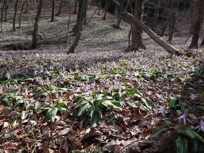 DSC00294.jpg (197.76 KiB) 閲覧された回数 7370 回 カタクリ群落地