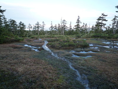 小屋の周りの湿原