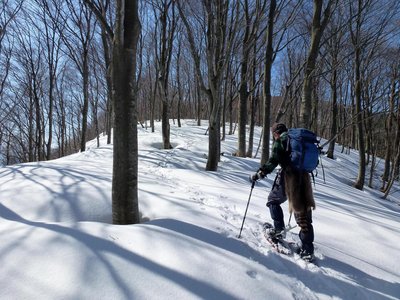 P1020247.JPG (353.23 KiB) 閲覧された回数 10245 回 若木のブナ林の中を駆け上る