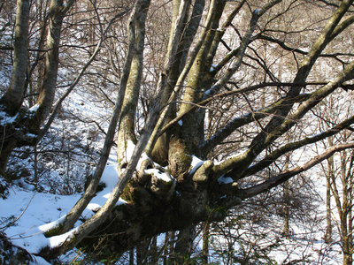 IMG_5136.jpg (895.49 KiB) 閲覧された回数 36772 回 あがりこ