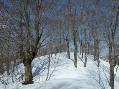 いい感じのブナ