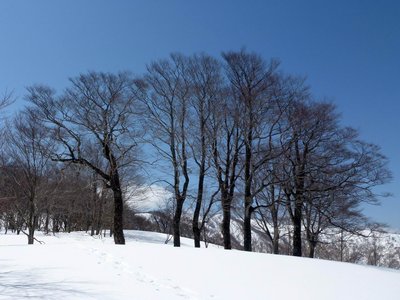 手倉尾根にあるブナの木