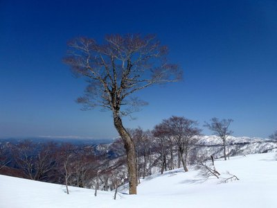 ブナの木、一本立っている