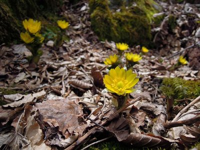喧噪の無い静寂地の御池で咲き誇るフクジュソウ