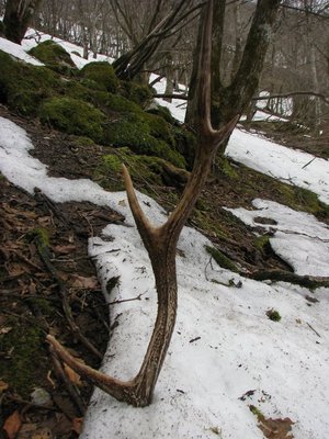 通行手形を立ててみる