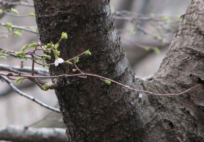 超望遠で撮る花一輪
