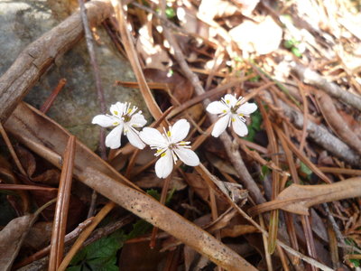 01ミスミソウ?○(1).JPG (557.17 KiB) 閲覧された回数 6197 回 バイカオウレン?