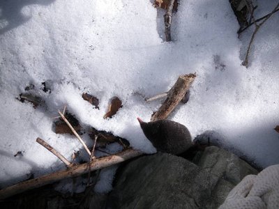 IMGP0122.JPG (51.52 KiB) 閲覧された回数 6348 回 もう一枚!