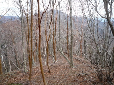 08縦走路のヒメシャラ○(1).JPG (800.39 KiB) 閲覧された回数 6193 回 気持のいいヒメシャラ林の稜線