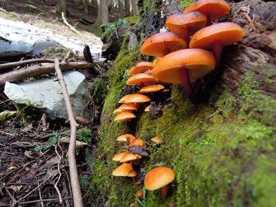 ユキワリ＝エノキタケ