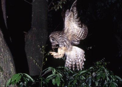 img015-s.jpg (68.12 KiB) 閲覧された回数 6327 回 ブレてるけど、今夜の獲物はヤマネちゃん、意外とどこにでもいるみたいです。