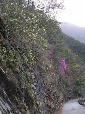 ノゾキ隧道付近のツツジ(06年4月9日）