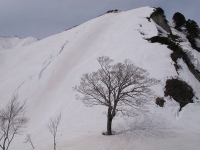 癒しブナの立つコルは何と名付けましょう