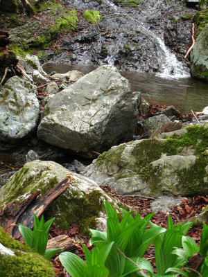 バイケイソウの沢