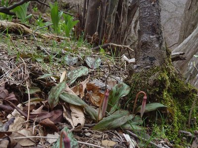 本格的な春はソコまで<br />カタクリの蕾とバイケイソウ