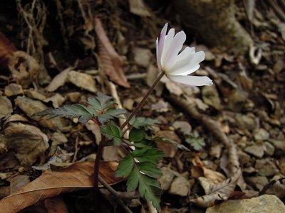 キクザキイチゲも咲いてたよ。