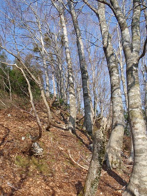 ・698.1からのブナの尾根