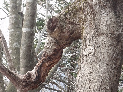 アリゲーターの木