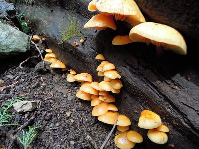 これもエノキタケ