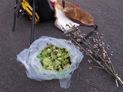 本日の収穫、ふきのとう＆コチョコチョの木