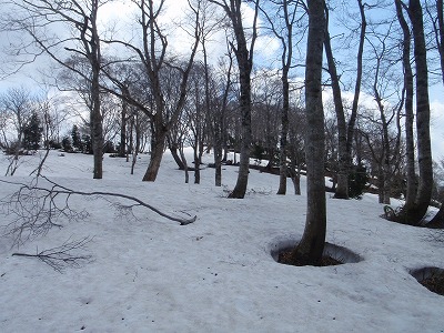 山頂付近のブナ