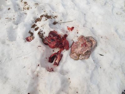 カラスたちは大喜びでした・・・合掌