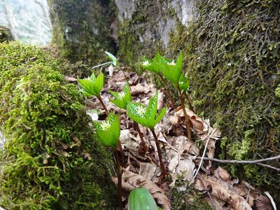 DSC00355.jpg (197.7 KiB) 閲覧された回数 7411 回 ヒトリシズカとピンボケの奥の花ってな~~に?