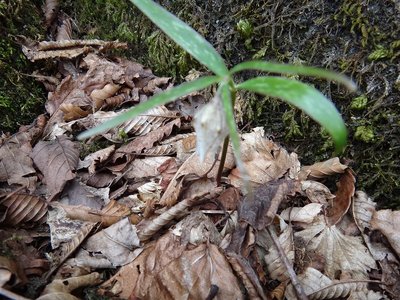 コレモピンボケ(TT)