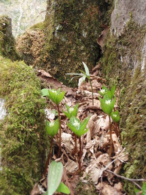 ボケてない写真だよ～！