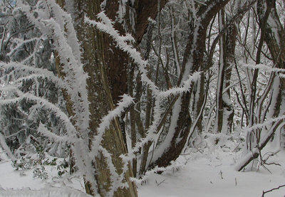 針状の美しい樹氷