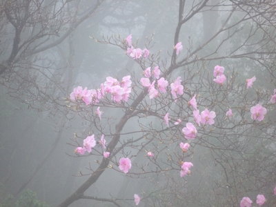 05アカヤシオ(1).JPG (429.68 KiB) 閲覧された回数 5780 回 アカヤシオ