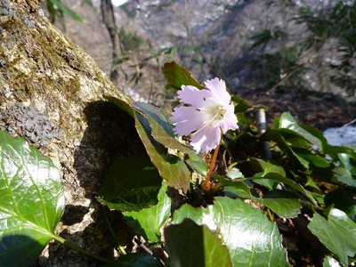 s-P1030754.jpg (458.14 KiB) 閲覧された回数 6113 回 トクワカソウ