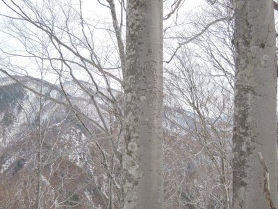 樹肌の違い.JPG (185.97 KiB) 閲覧された回数 5007 回 樹肌の違い