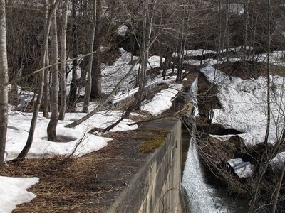 廃林道橋、樹木がすごいでしょ。
