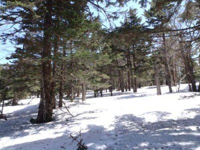 P4290018.JPG (60.91 KiB) 閲覧された回数 7076 回 sirabiso