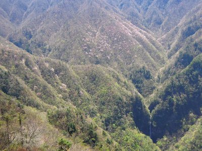 天井桟敷から見るヤマザクラ・風折滝