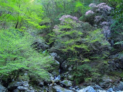 アケボノツツジ咲く谷