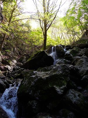 岩間滝とサワグルミの樹