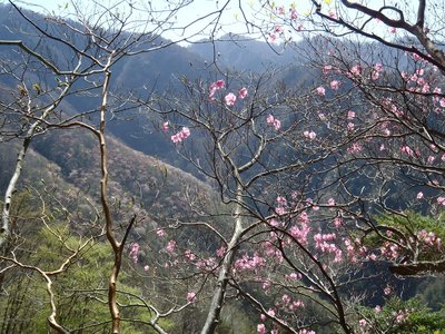 アケボノツツジとヤマザクラ