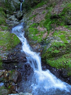 アケボノツツジの谷