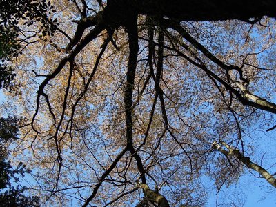 ヤマザクラの大木