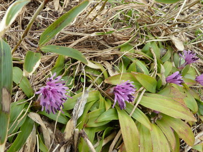 ショウジョウバカマだけが友達？