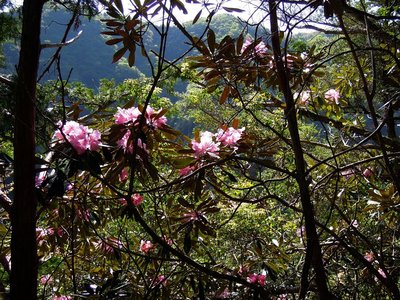 シャクナゲが良く咲いているよ。