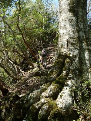 ブナの大木、この尾根はいい！